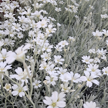 Cerastium Seeds - White