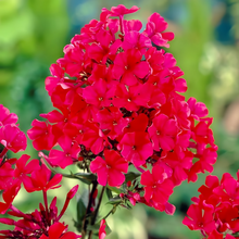 Phlox Drummondii Seeds - Red