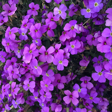 Purple Aubrieta Seeds