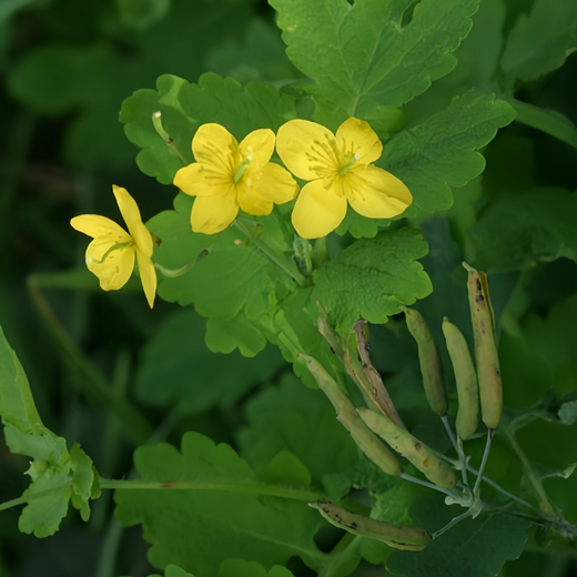 Greater Celandine Seeds