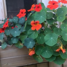 Nasturtium Seeds Purplish Red