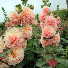 Pink Hollyhock Seeds