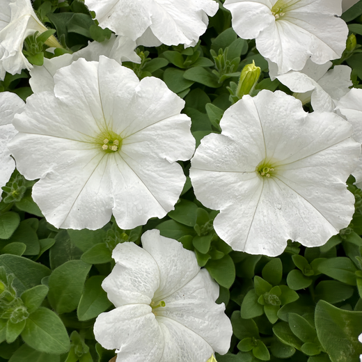 White Petunia Seeds