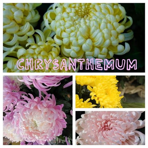 Chrysanthemum Seeds