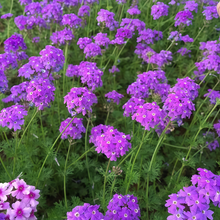Dark Purple Verbena Seeds