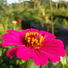 Red Zinnia Seeds
