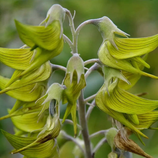 Green Birdflower Seeds