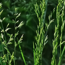 Reed Fescue Seeds