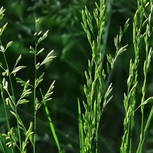 Reed Fescue Seeds