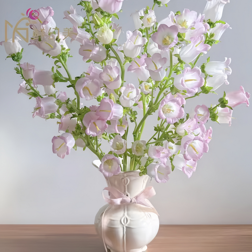Mix Bellflower Seeds