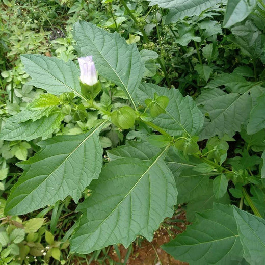 Shoofly Plant Seeds - Light Purple