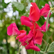 Red Sweet Pea Seeds
