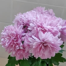 China Aster Seeds - Pink