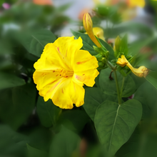 Yellow Four O'clock Flower Seeds