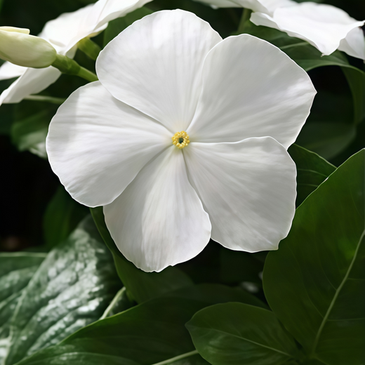 Vinca Seeds - White