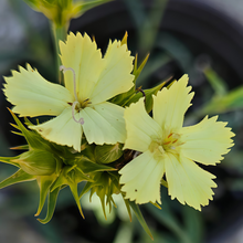 Yellow Dianthus Seeds