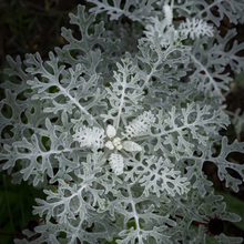 Dusty Miller Seeds - Silver Gray Leaves