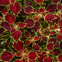 Coleus Seeds - Mix