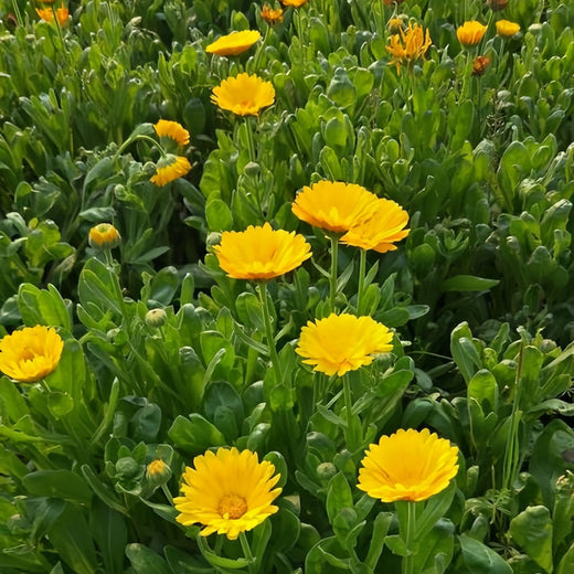 Calendula Seeds Little Yellow