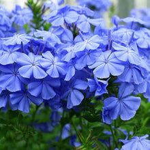 Blue Marguerite Seeds - Bright Blue