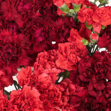 Red Dianthus Seeds