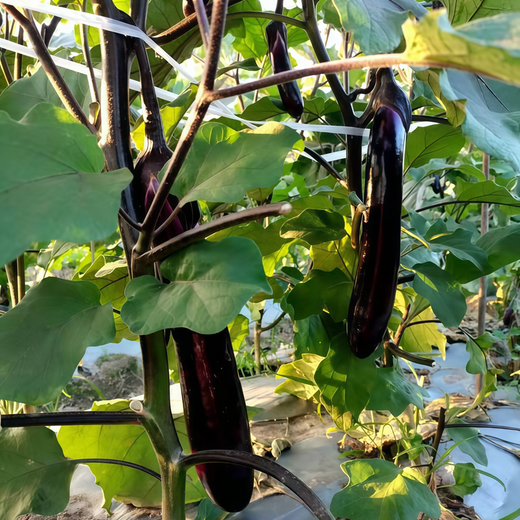 Deep Purple Solanum Seeds