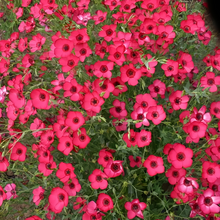 Flax Seeds - Red