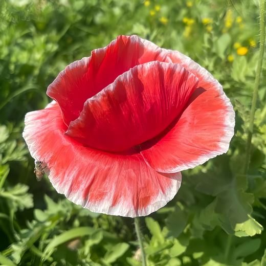 Red White Poppy Seeds