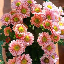 Pink English Daisy Seeds