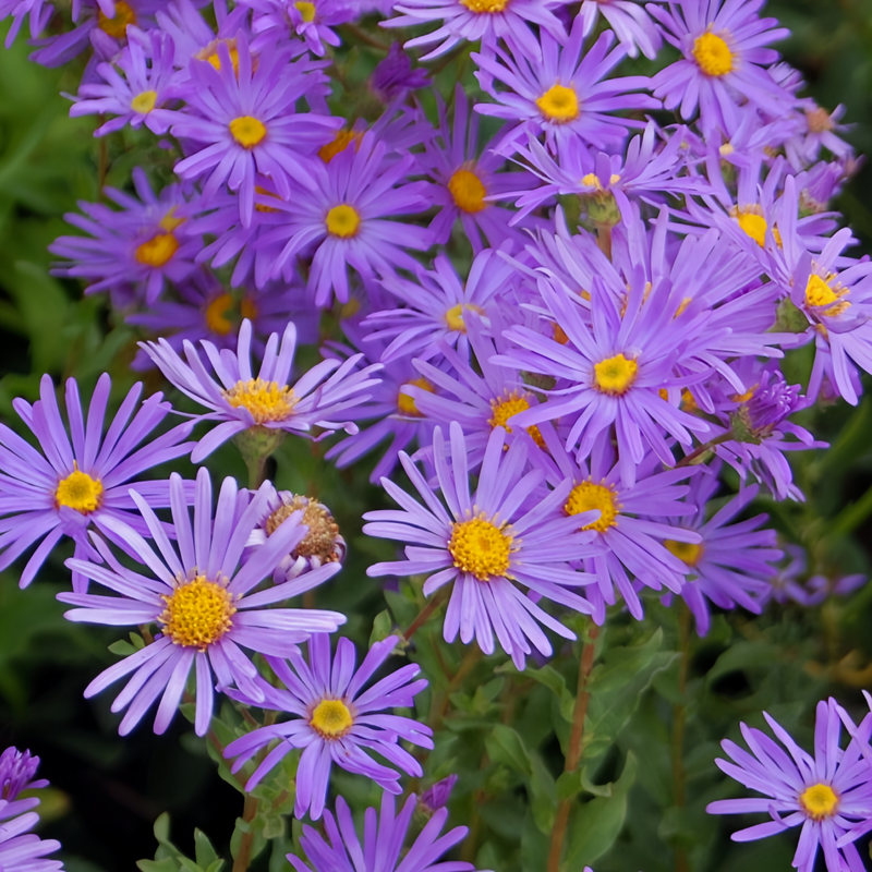 Aster Seeds - Snowy Blue Larger Packet High Germination 4000-10000 Onsaleseeds