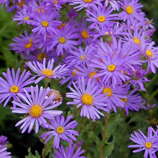 Snowy Blue Aster Seeds
