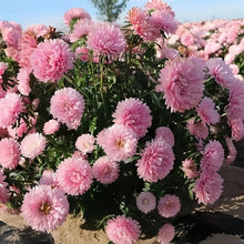 China Aster Seeds - Light Pink