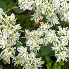 Snow On The Mountain Seeds - Green Leaf White Edge