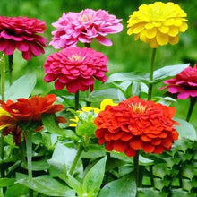 Pink Zinnia Seeds