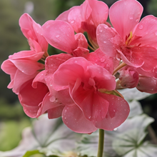 Pelargonium Seeds - Coral