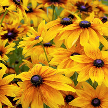 Black Eyed Susan Seeds
