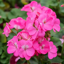Pelargonium Seeds - Pink