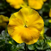 Pansy Seeds - Yellow With Black