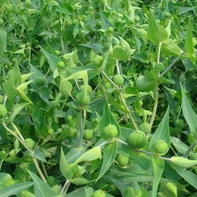 Caper Spurge Seeds