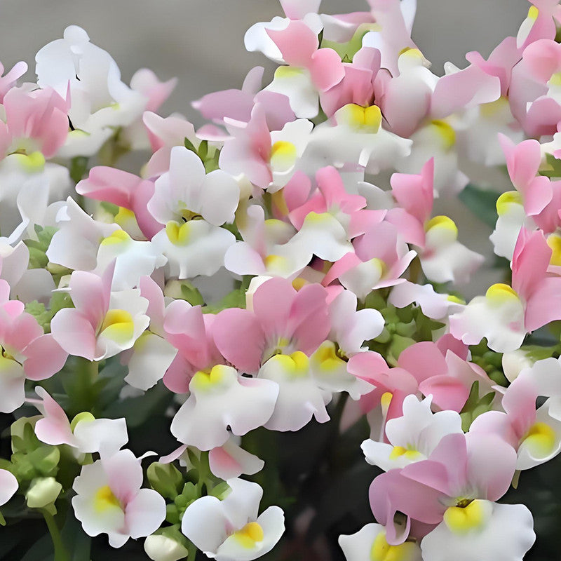 Nemesia Versicolor Seeds - Mix Larger Packet High Germination 7200 Onsaleseeds