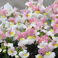 Nemesia Seeds - Mix