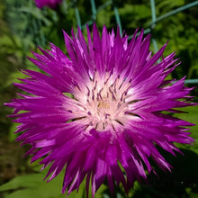 Cornflower Seeds - Purplish Red