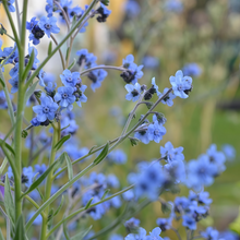 Forget-Me-Not Seeds - Blue