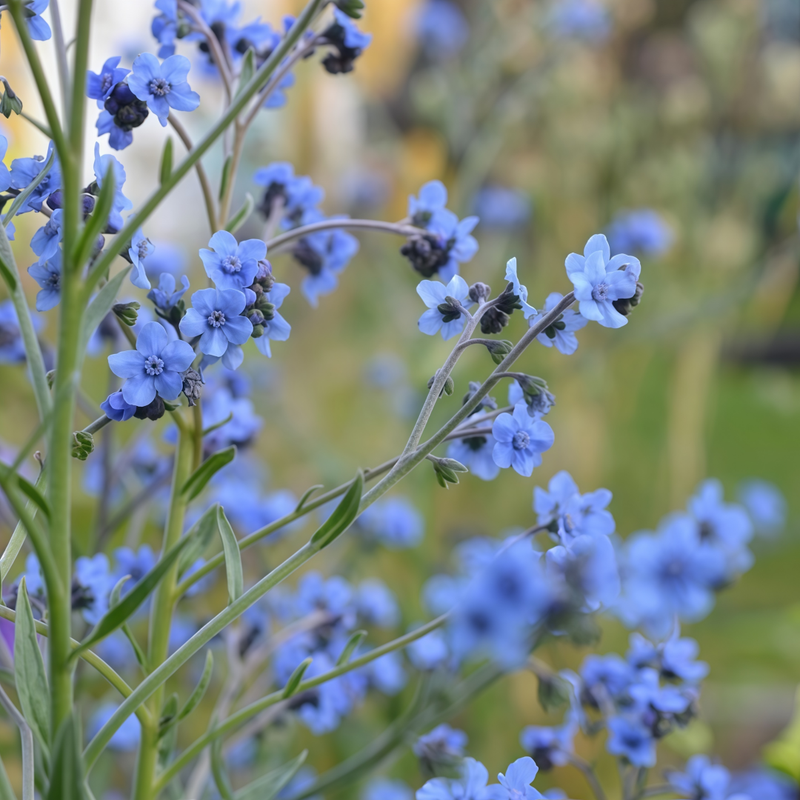 Myosotis Seeds - Blue Larger Packet High Germination 600-3000 Onsaleseeds