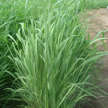 Slender WG Seeds