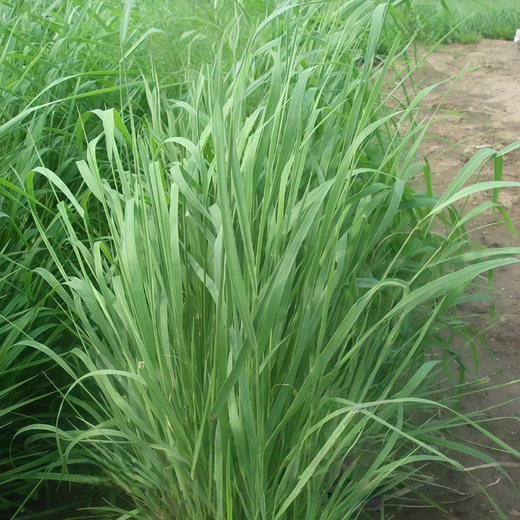 Slender WG Seeds