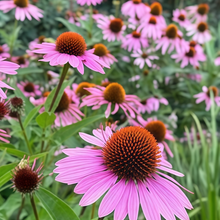 Purple Coneflower Seeds - Purple Red