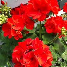 Pelargonium Seeds - Crimson