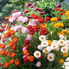 Strawflower Seeds - Mix