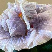 Hibiscus Double Luna Seeds